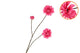 Silk Dahlia Branch Fuchsia 80cm