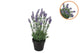 Silk Lavender Purple In Pot M 21x21x32cm