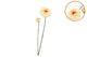 Silk Zinnia Yellow 54cm