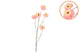 Silk Zinnia Peach 106cm