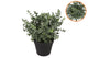 Silk Eucalyptus Green In Pot M 23x23x28cm