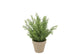 Silk Cypress Green In Pot Terra S 18x18x21cm