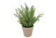 Silk Cypress Green In Pot Terra L 33x33x50cm