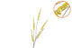 Silk Campanula Yellow Single Stem 104cm