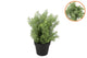 Silk Cypress Green In Pot M 23x23x30cm