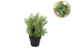 Silk Cypress Green In Pot S 18x18x20cm