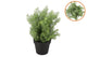Silk Cypress Green In Pot L 33x33x48cm