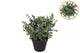 Silk Eucalyptus Green In Pot S 18x18x19cm
