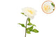 Silk Amazing Peony Beauty Cream Xl 38x115cm