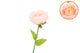 Silk Amazing Peony Beauty Peach Xl 38x115cm