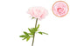 Silk Amazing Rose Beauty Light Pink Xxl 50x120cm