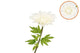 Silk Amazing Dahlia Beauty Cream Xl 43x110cm