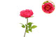 Silk Amazing Peony Beauty Fuchsia L 28x100cm