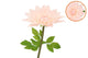 Silk Amazing Dahlia Beauty Peach Xxxl 65x145cm