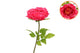 Silk Amazing Peony Beauty Fuchsia Xxl 48x128cm