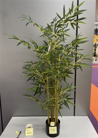 Silk Plant Bamboo H120d80