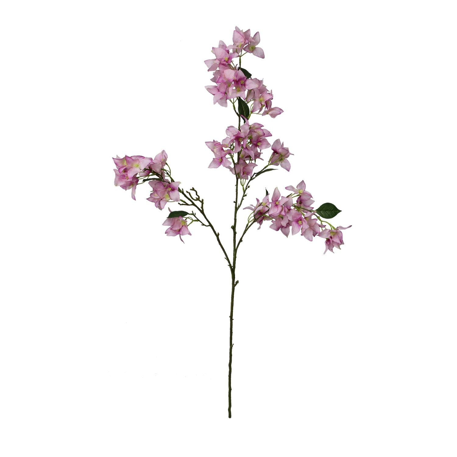 Stem Bougainvillea L104w34h10