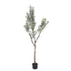 Tree Olive L165