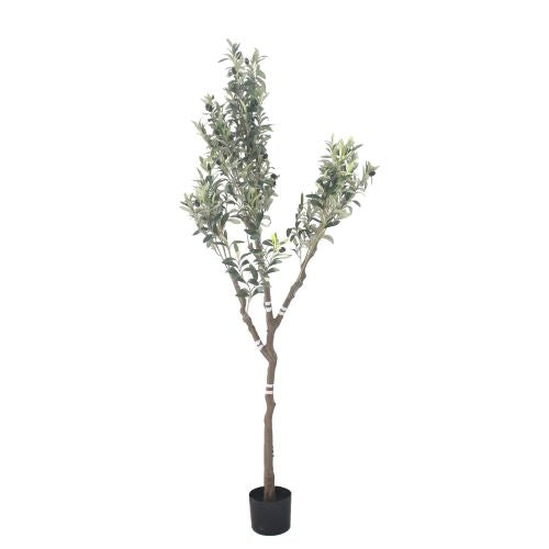 Tree Olive L165