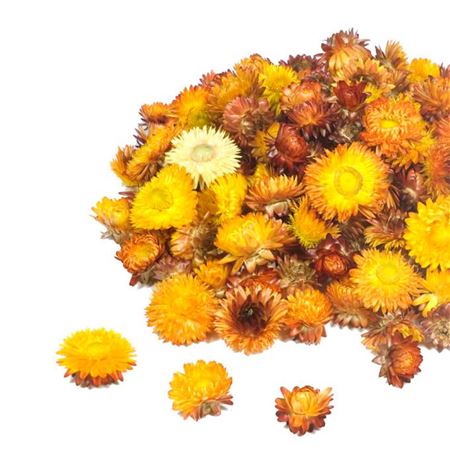 Helichrysum Heads Kg