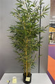 Silk Plant Bamboo H150d80