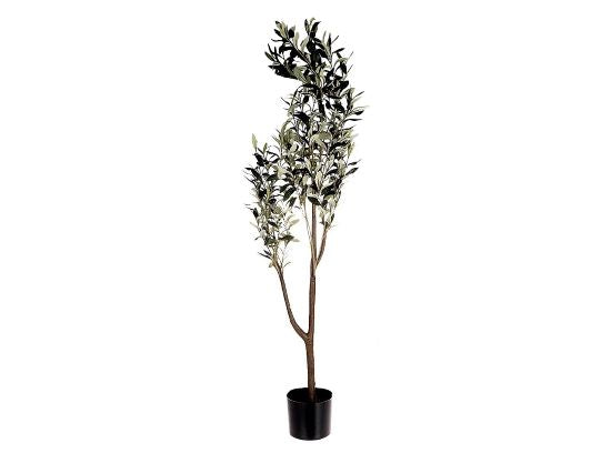 Tree Olive L120